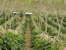 Perkebunan Kopi Gayo